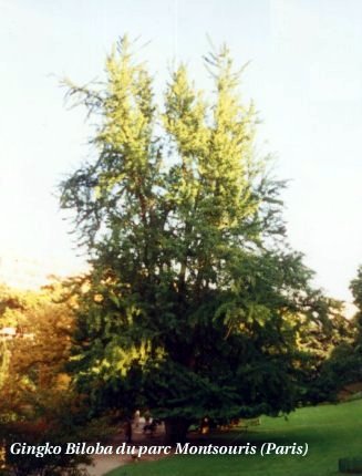Le ginkgo biloba du parc Montsouris (Paris)